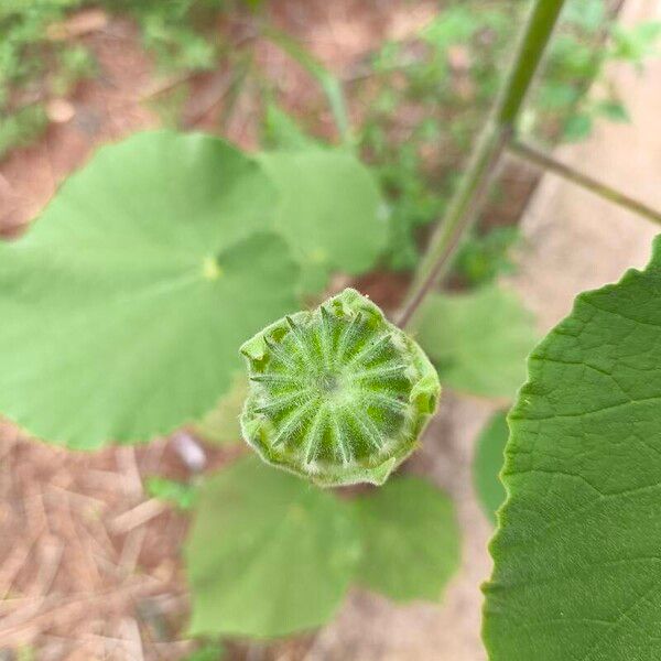 Abutilon grandifolium Fruit