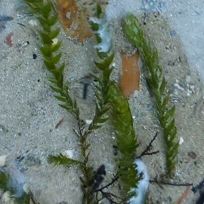 Elodea canadensis 葉