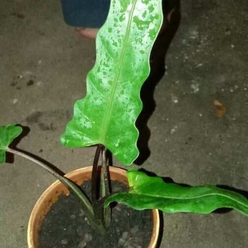 Alocasia lauterbachiana Liść