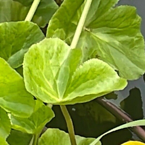 Caltha palustris Leaf