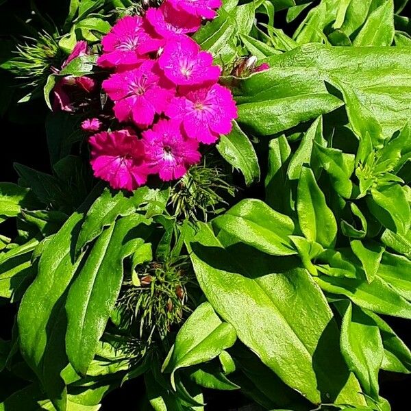 Dianthus barbatus Blatt