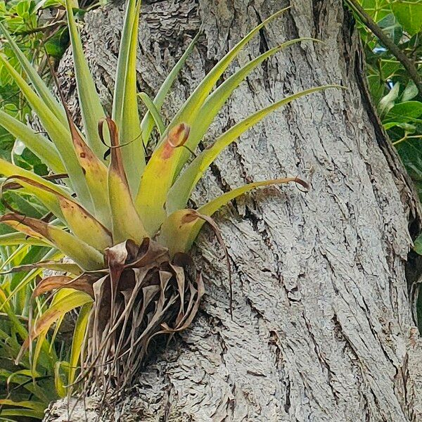 Tillandsia utriculata برگ