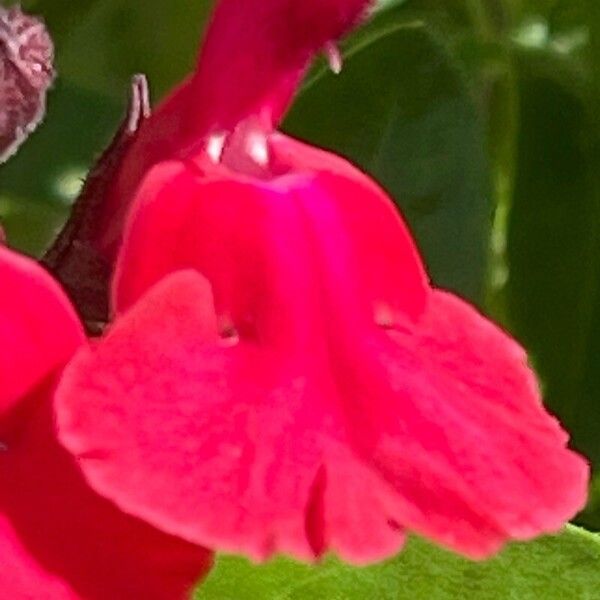Salvia greggii Kwiat