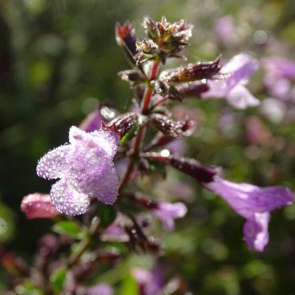 Clinopodium nepeta Květ