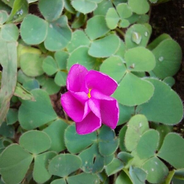 Oxalis purpurea Blüte