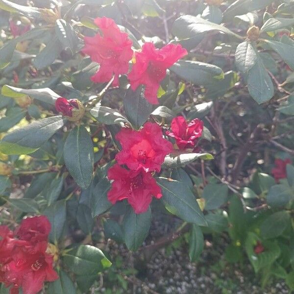 Rhododendron ferrugineum Květ