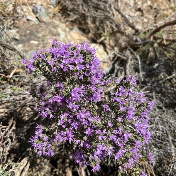 Thymbra capitata Žiedas