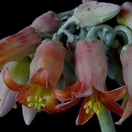 Cotyledon orbiculata Blomst