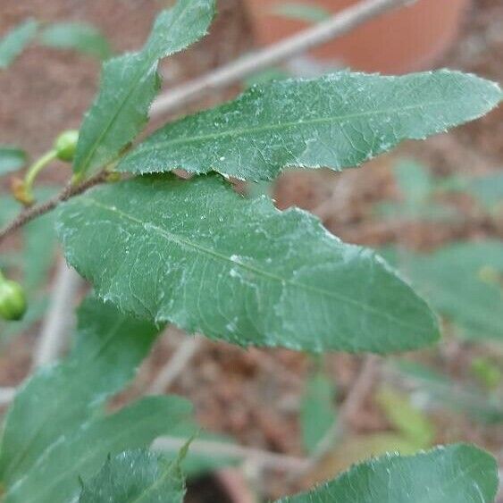 Ochna serrulata Folha