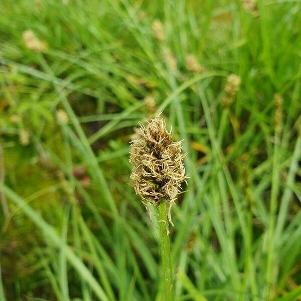 Carex disticha Blomst