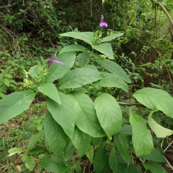 Justicia carthaginensis
