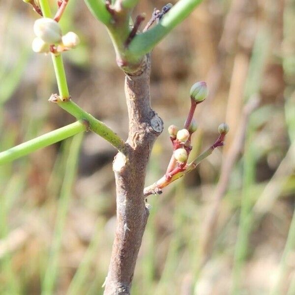 Moringa peregrina Kabuk