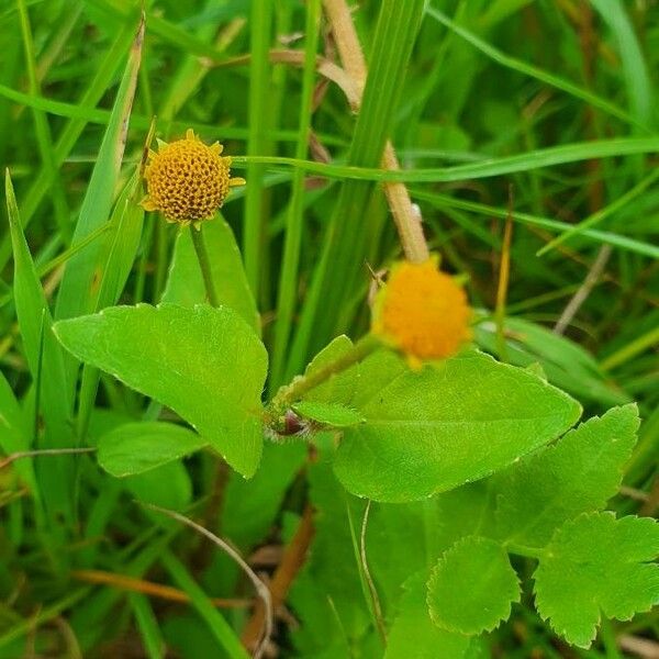 Acmella caulirhiza Flower