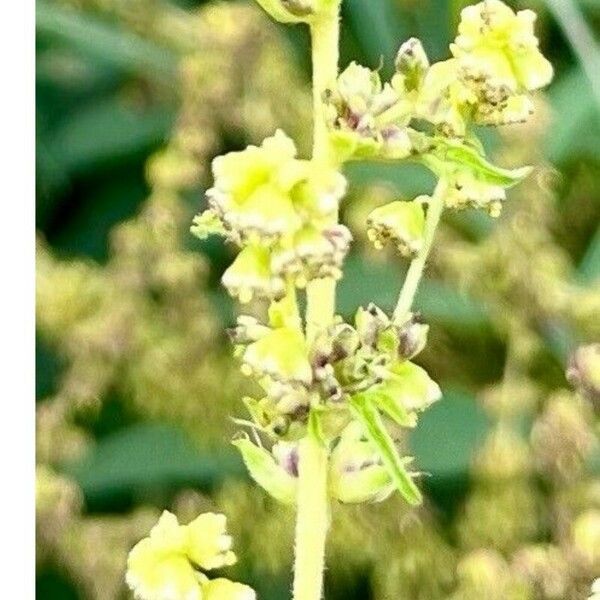 Ambrosia polystachya Flor