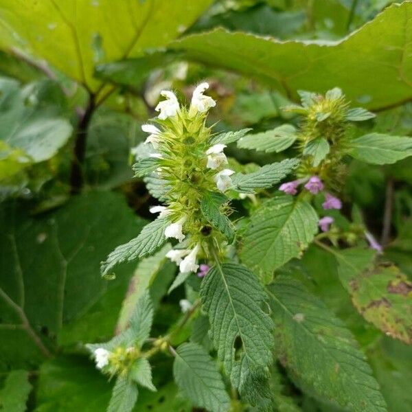 Galeopsis tetrahit Flor