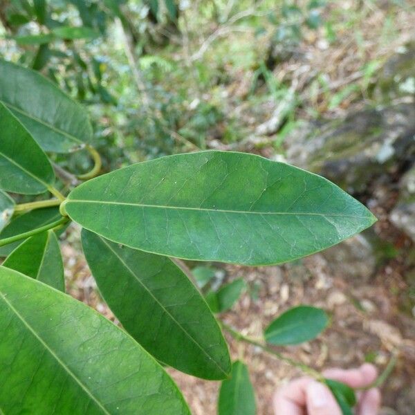 Trichosandra borbonica Leaf