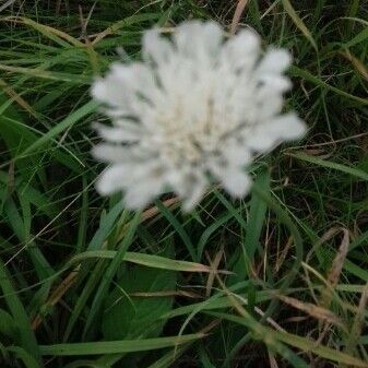 Oenanthe globulosa Flower