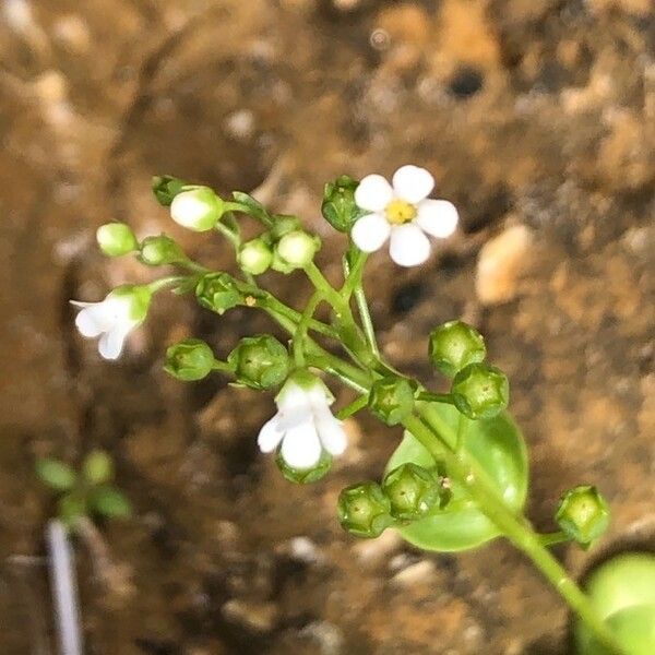 Samolus valerandi Flower