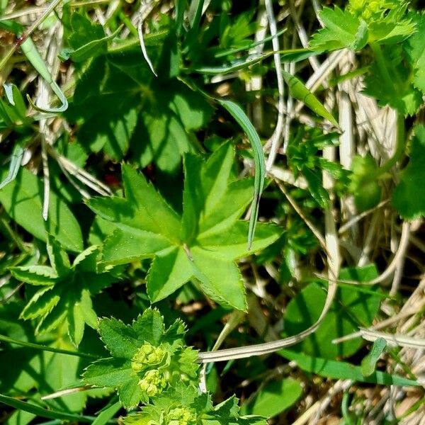 Alchemilla monticola Flower