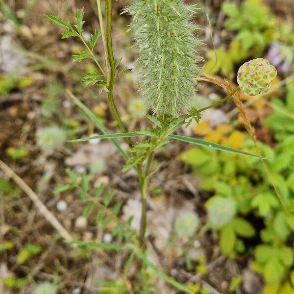 Trifolium angustifolium Flor