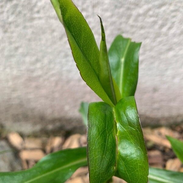 Symphyotrichum laeve Leaf