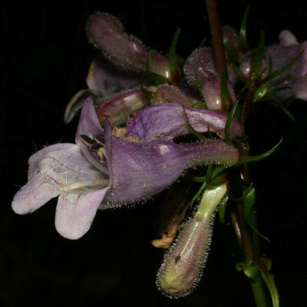 Penstemon calycosus Flower