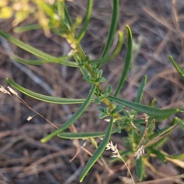 Iberis ciliata Blad