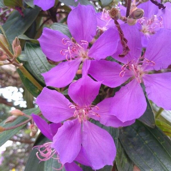 Tibouchina granulosa പുഷ്പം