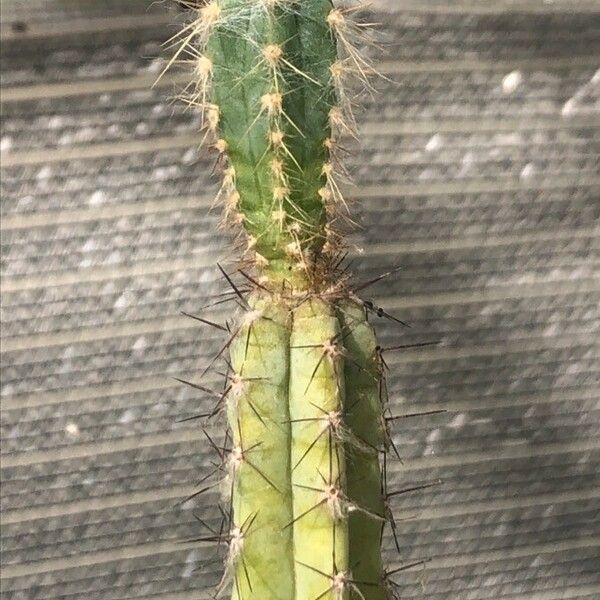 Pilosocereus glaucochrous Leaf