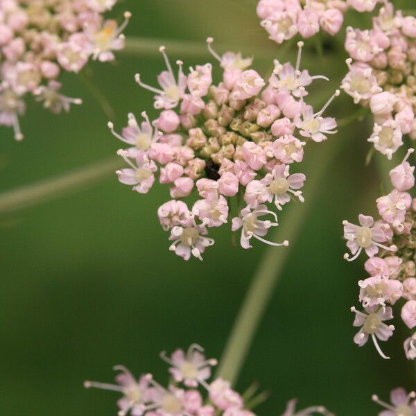 Angelica sylvestris Квітка