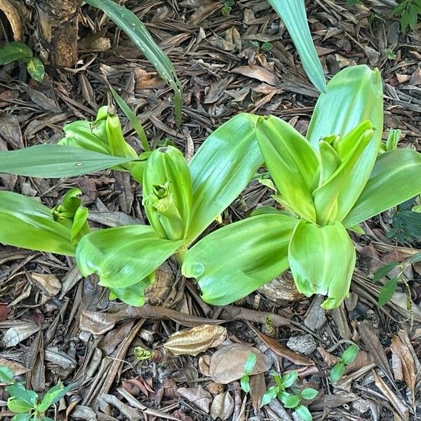 Crinum moorei Foglia