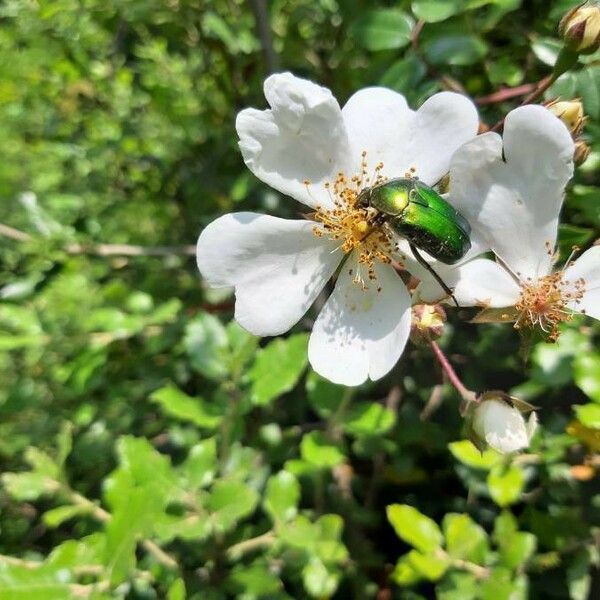 Rosa sempervirens Цвят