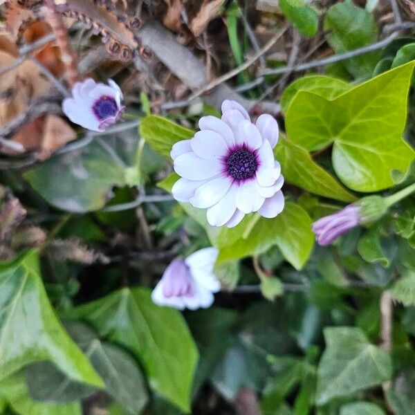 Dimorphotheca fruticosa പുഷ്പം