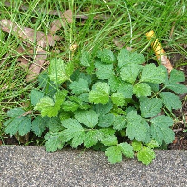 Geum macrophyllum Ліст