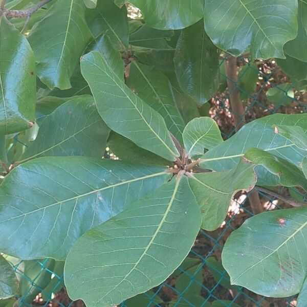 Clethra mexicana Yaprak