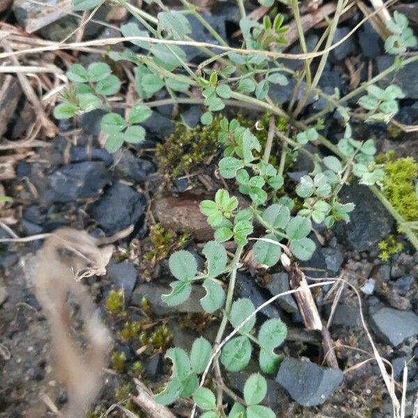 Vicia lathyroides Foglia