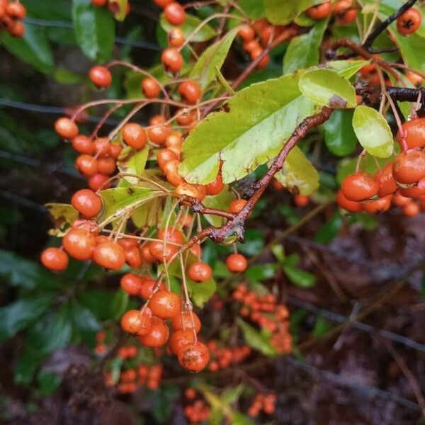 Pyracantha crenulata 果實