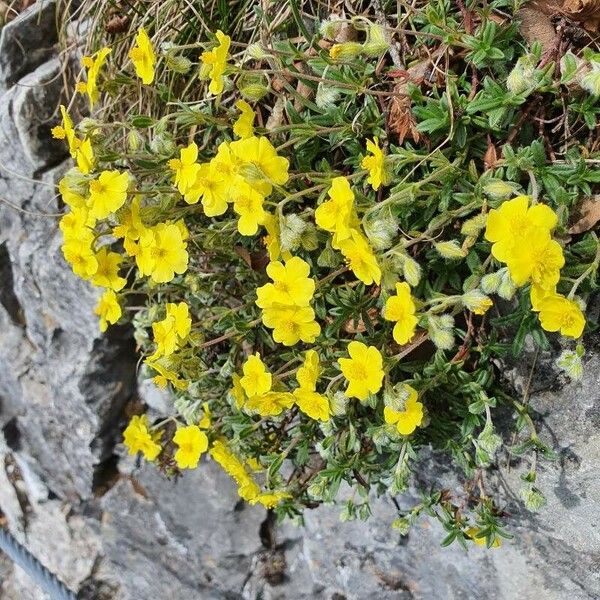 Helianthemum oelandicum Blomma