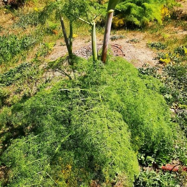 Ferula communis Blad