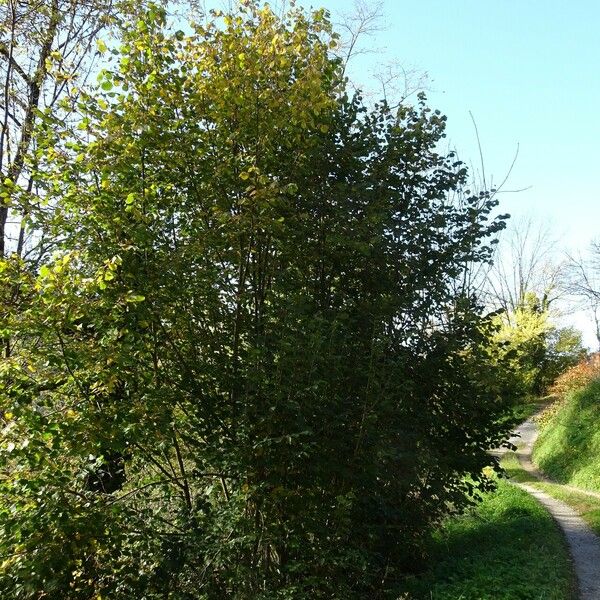 Corylus avellana Vivejo