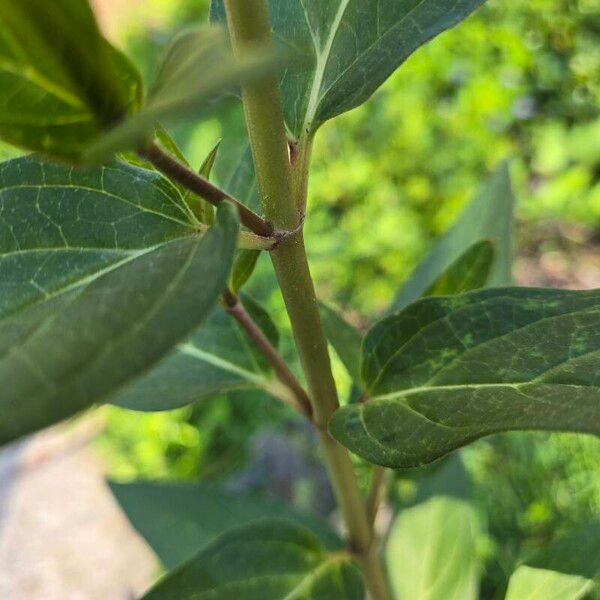 Asclepias incarnata ᱪᱷᱟᱹᱞᱤ