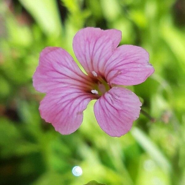 Gypsophila vaccaria Flower