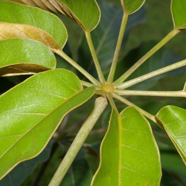 Didymopanax morototoni Leaf