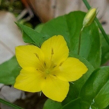 Lysimachia nemorum Fleur