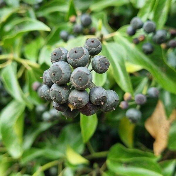 Hedera colchica Frutto