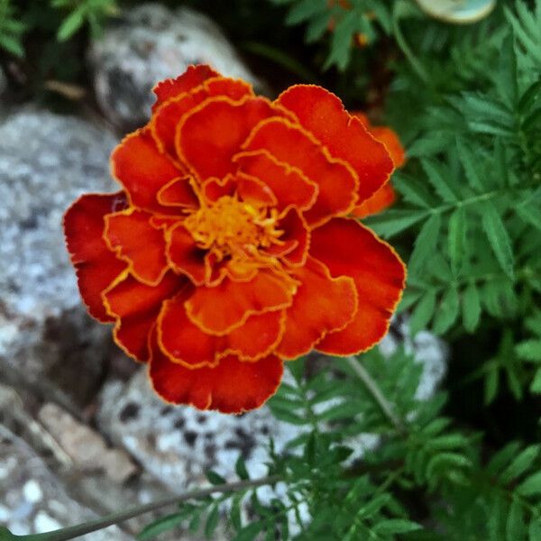 Tagetes patula Flor