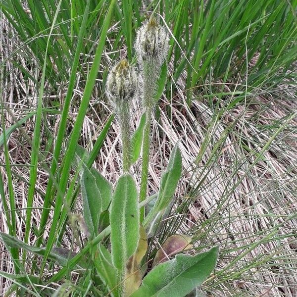 Hypochaeris uniflora Liść