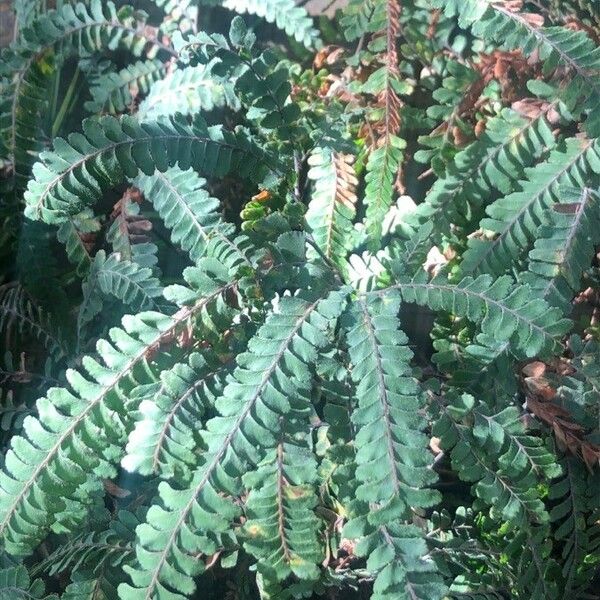 Adiantum hispidulum Leaf