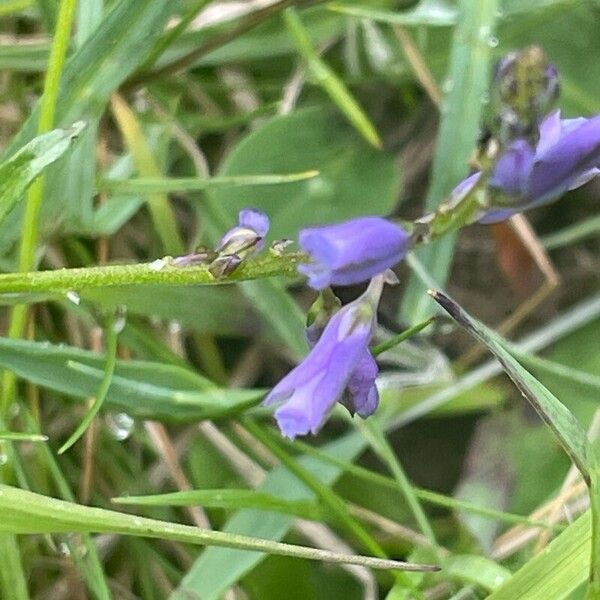 Polygala serpyllifolia Flower