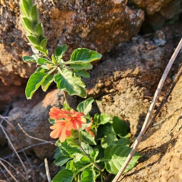 Crossandra massaica 葉